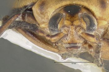 Media type: image;   Entomology 29042 Aspect: head frontal view